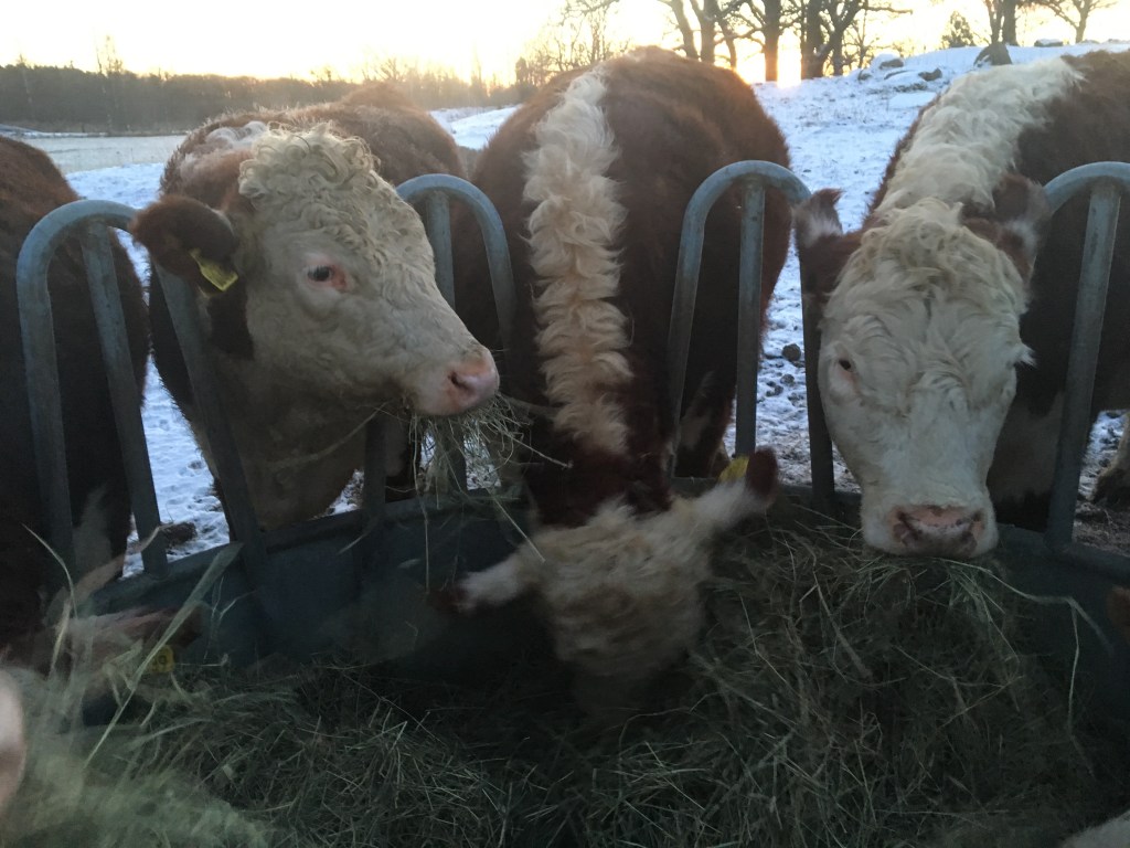 Barndomens härligaste ljud
