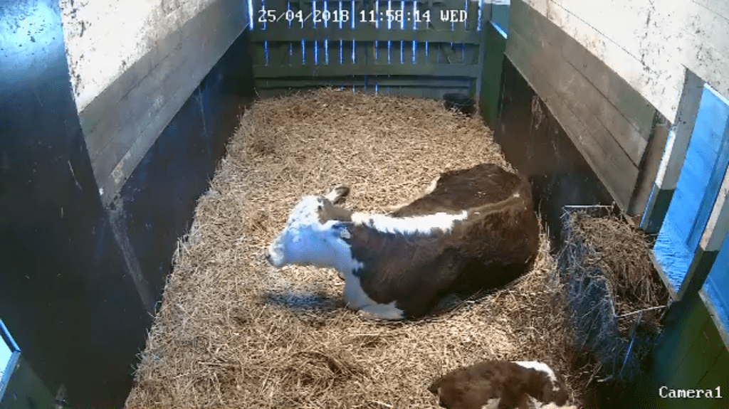 Går oro i&nbsp;arv?