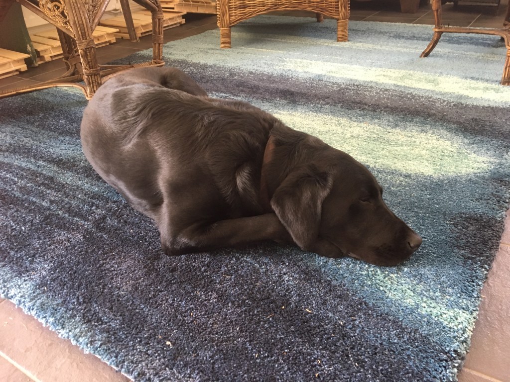 En retriver i vattnet; som vanligt&nbsp;😳