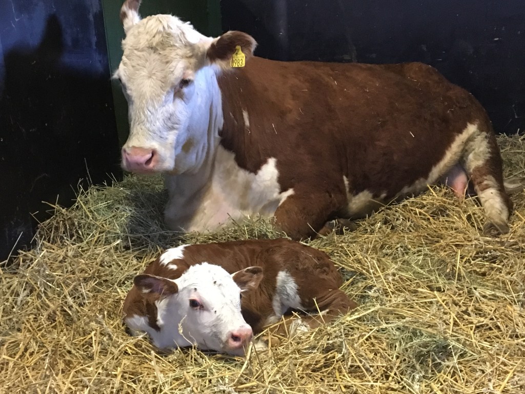 Från övervakningskameran: God morgon&nbsp;världen