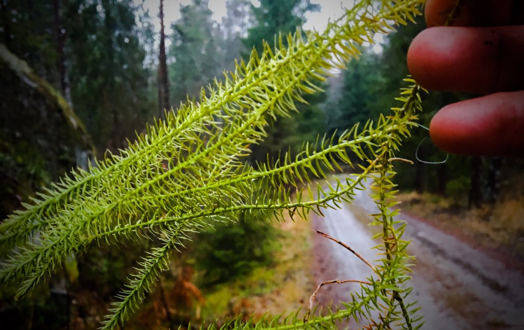 Nej, nej, nej… Där försvann en&nbsp;tradition