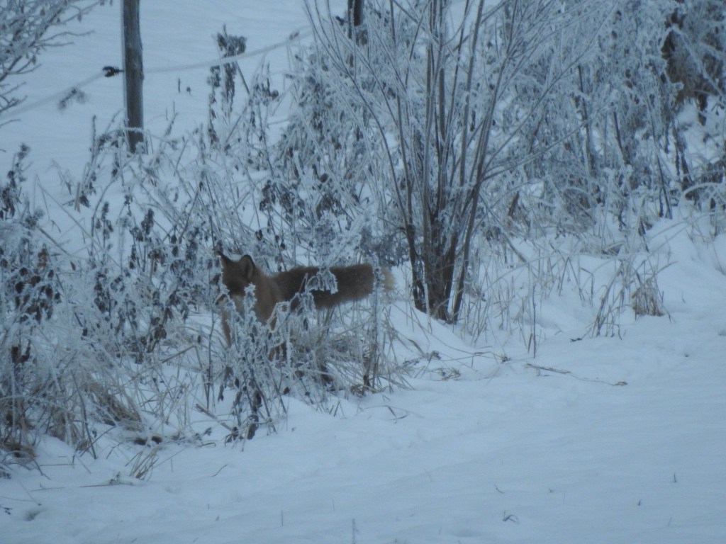 När jag mötte räven med nya&nbsp;kameran