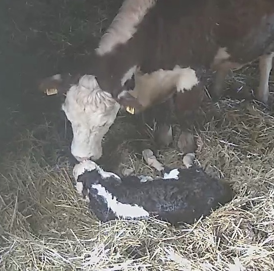 Slow TV: Månas första tio minuter i vår&nbsp;värld